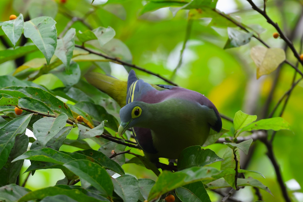 Gray-cheeked Green-Pigeon - ML554456141