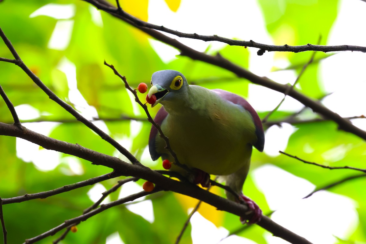 Gray-cheeked Green-Pigeon - ML554456151