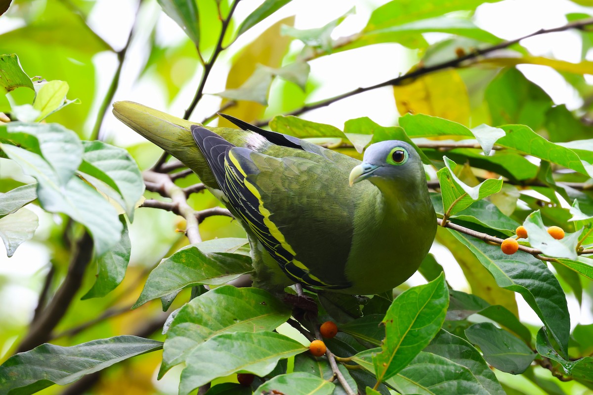 Gray-cheeked Green-Pigeon - ML554456161