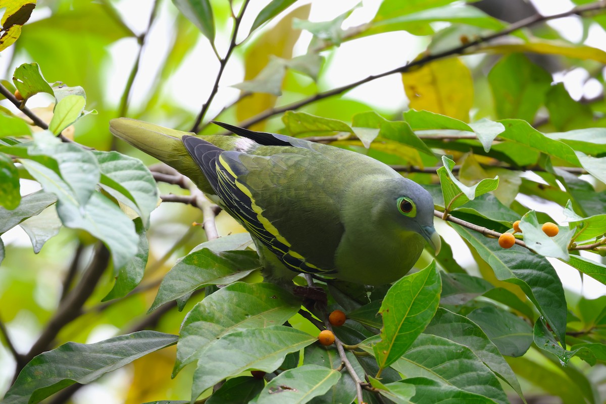 Gray-cheeked Green-Pigeon - ML554456171