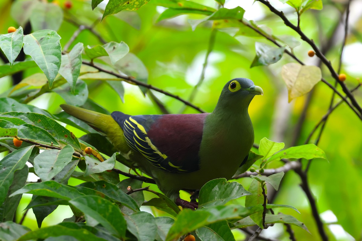 Gray-cheeked Green-Pigeon - ML554456181