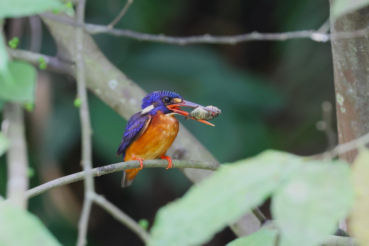 Blue-eared Kingfisher - 志民 蘇