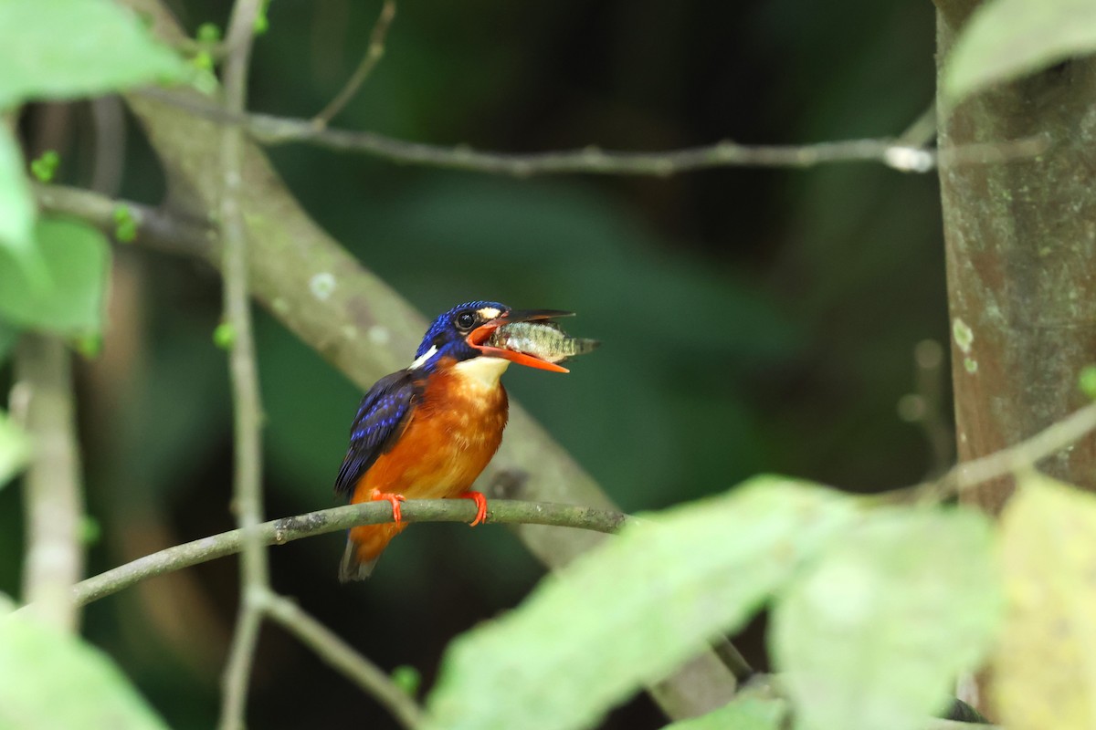 Blue-eared Kingfisher - ML554456291