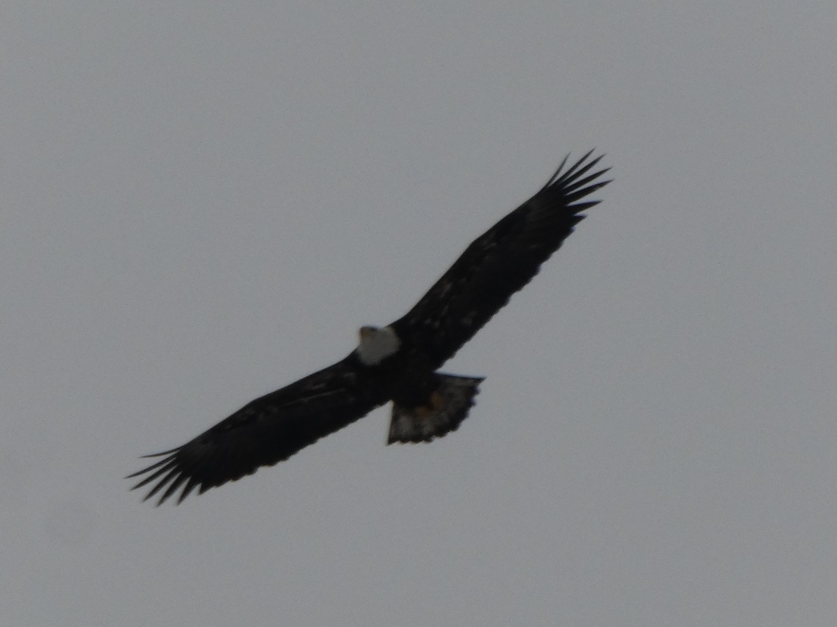 Bald Eagle - ML554456421