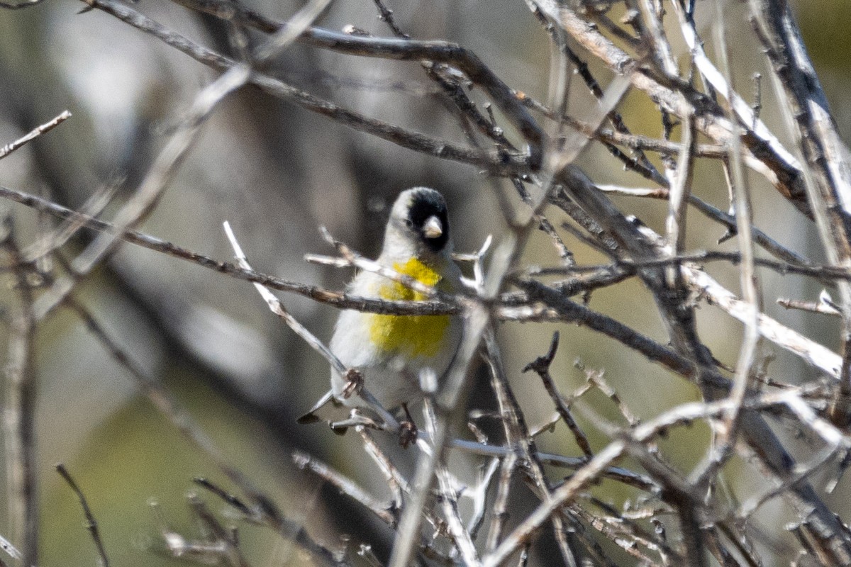 Lawrence's Goldfinch - ML554457261