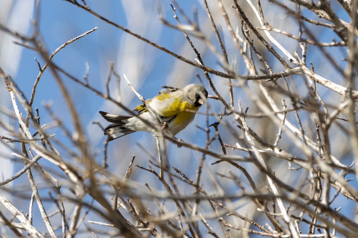 Lawrence's Goldfinch - ML554457271