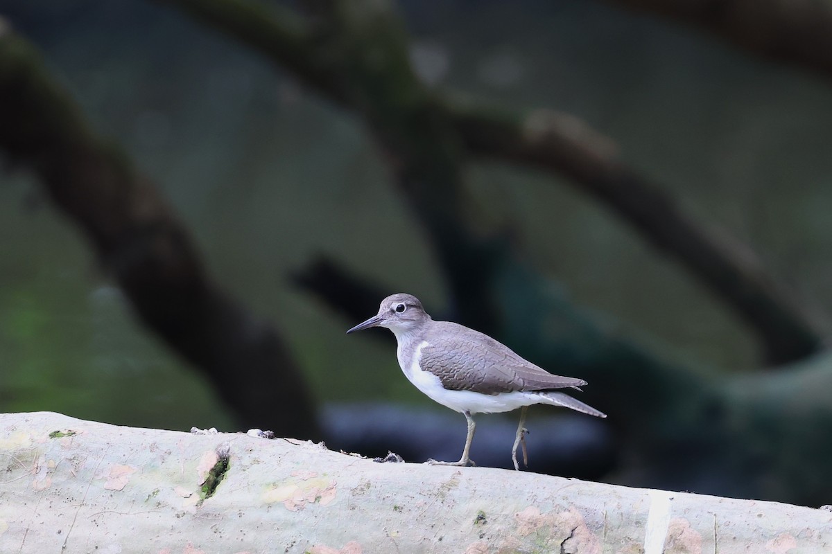 Common Sandpiper - ML554457471