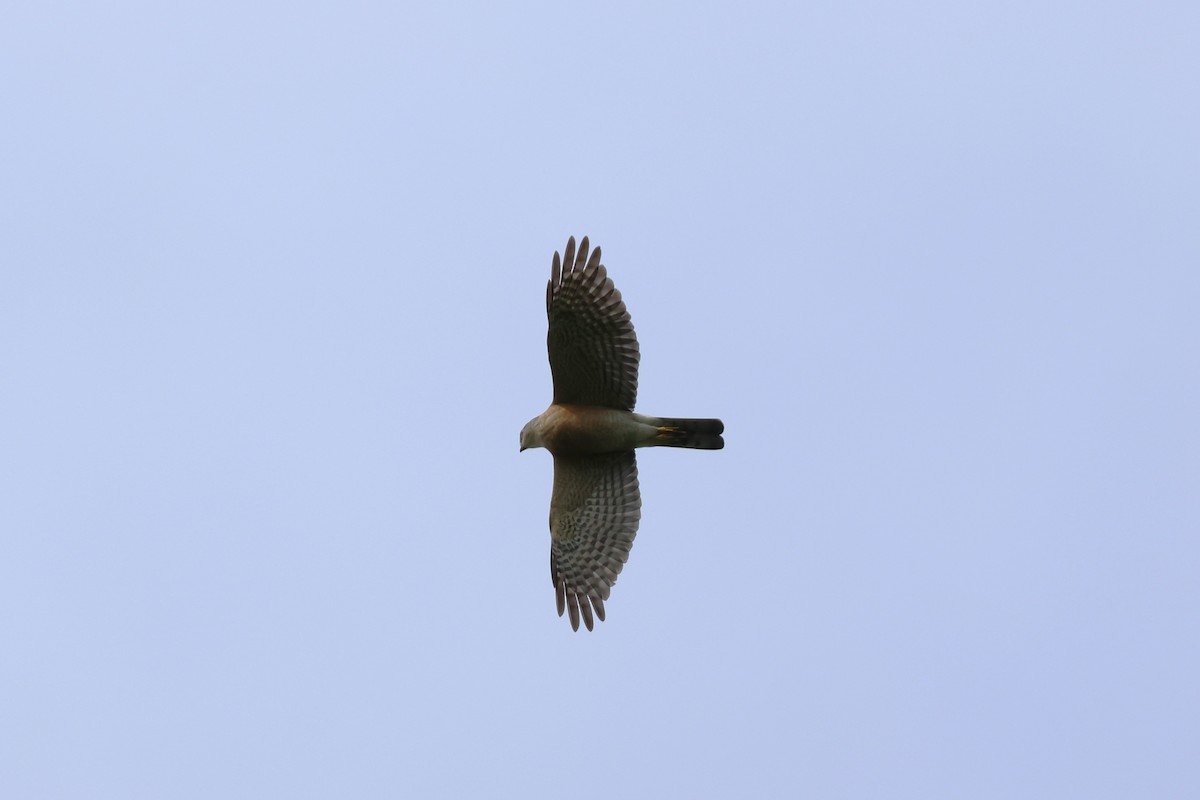 Japanese Sparrowhawk - ML554457561