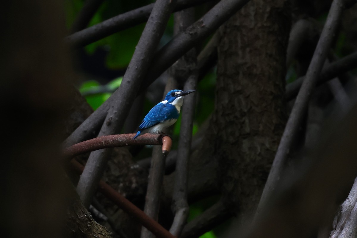 Small Blue Kingfisher - ML554457601