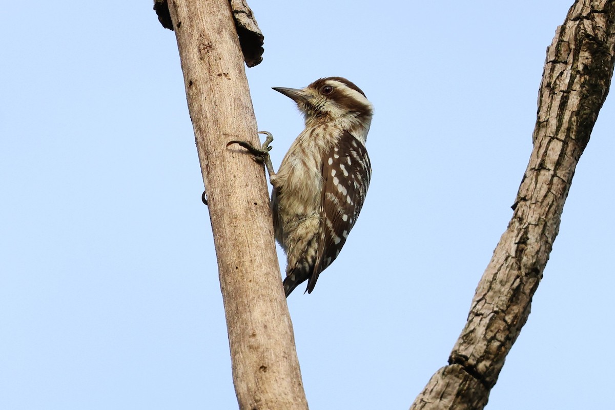 Sunda Pygmy Woodpecker - ML554457751