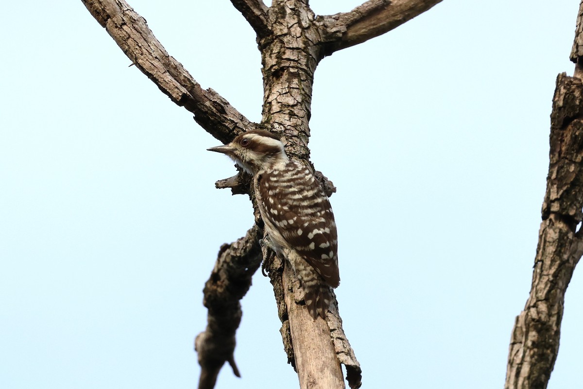 Sunda Pygmy Woodpecker - ML554457761