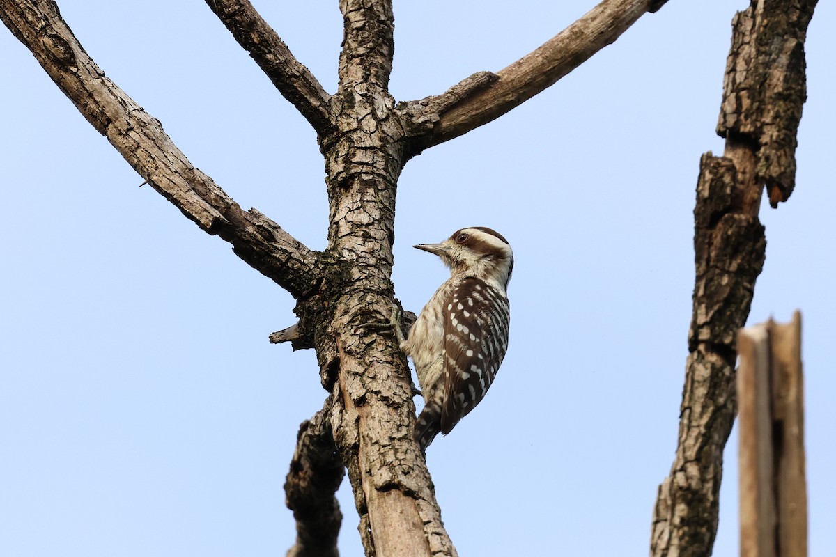 Sunda Pygmy Woodpecker - ML554457771