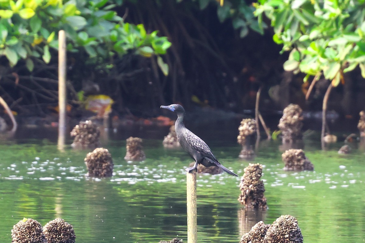 Little Black Cormorant - ML554458651