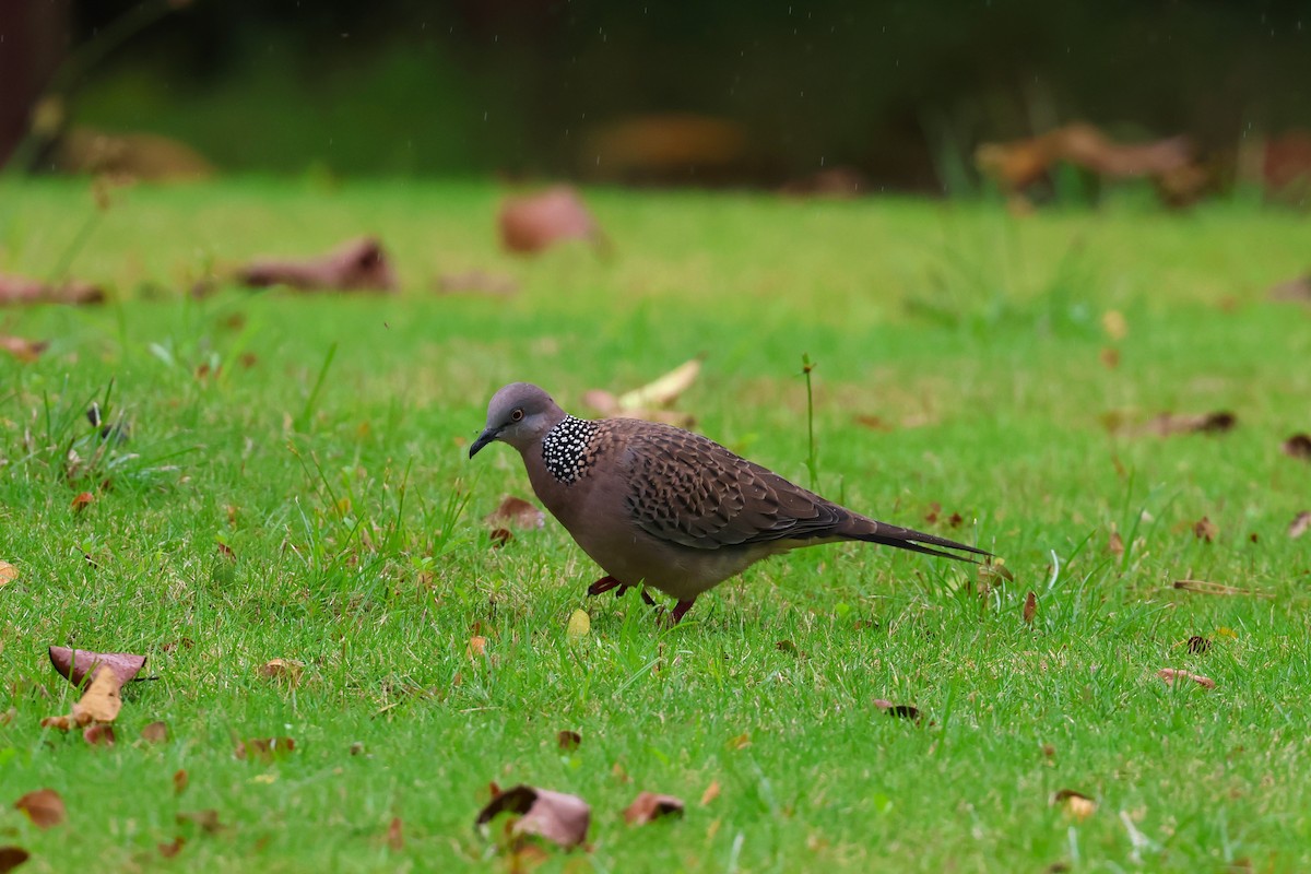 Spotted Dove - ML554458771