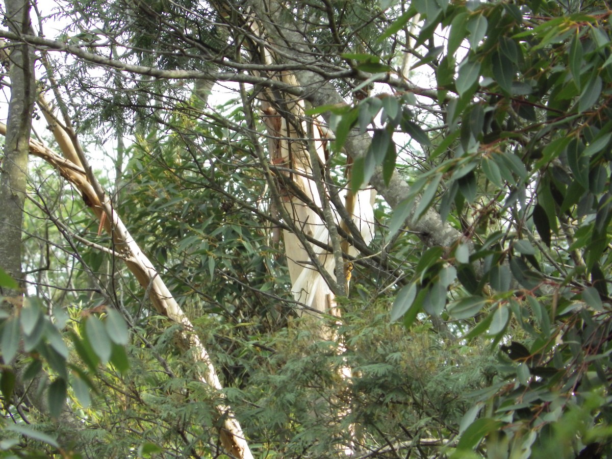 Gray Goshawk - John Newman