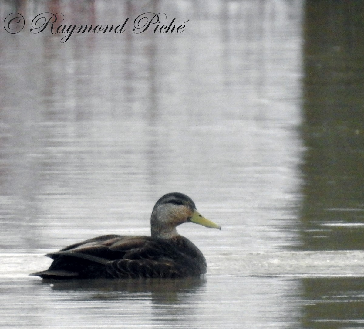 American Black Duck - ML55445921