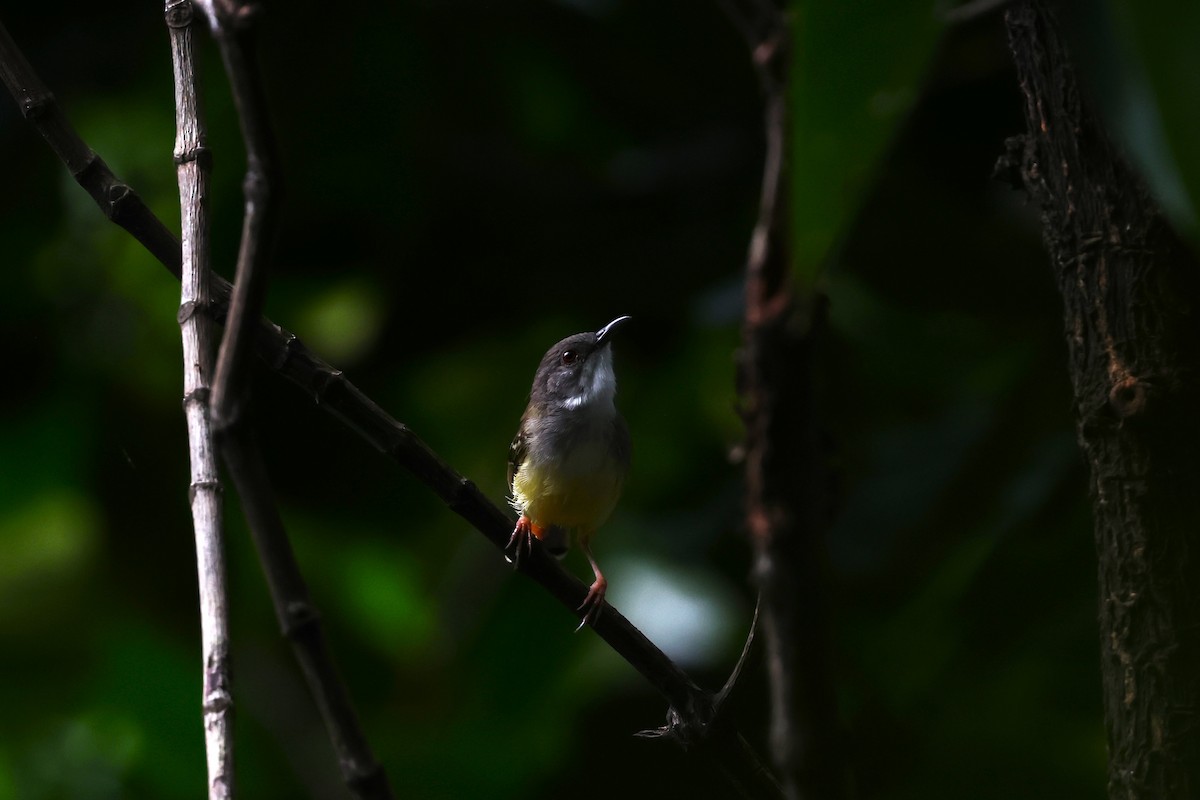 Bar-winged Prinia - ML554459301