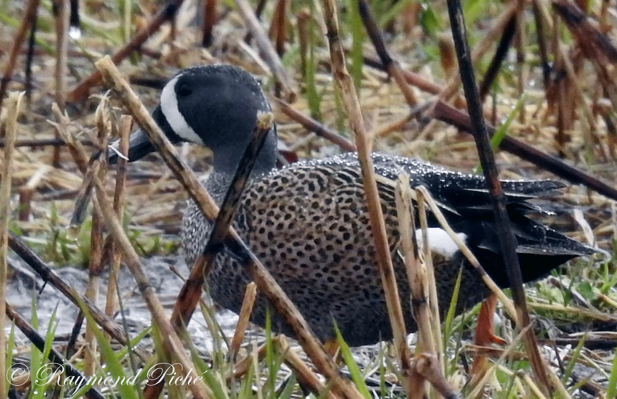 Blue-winged Teal - ML55445971