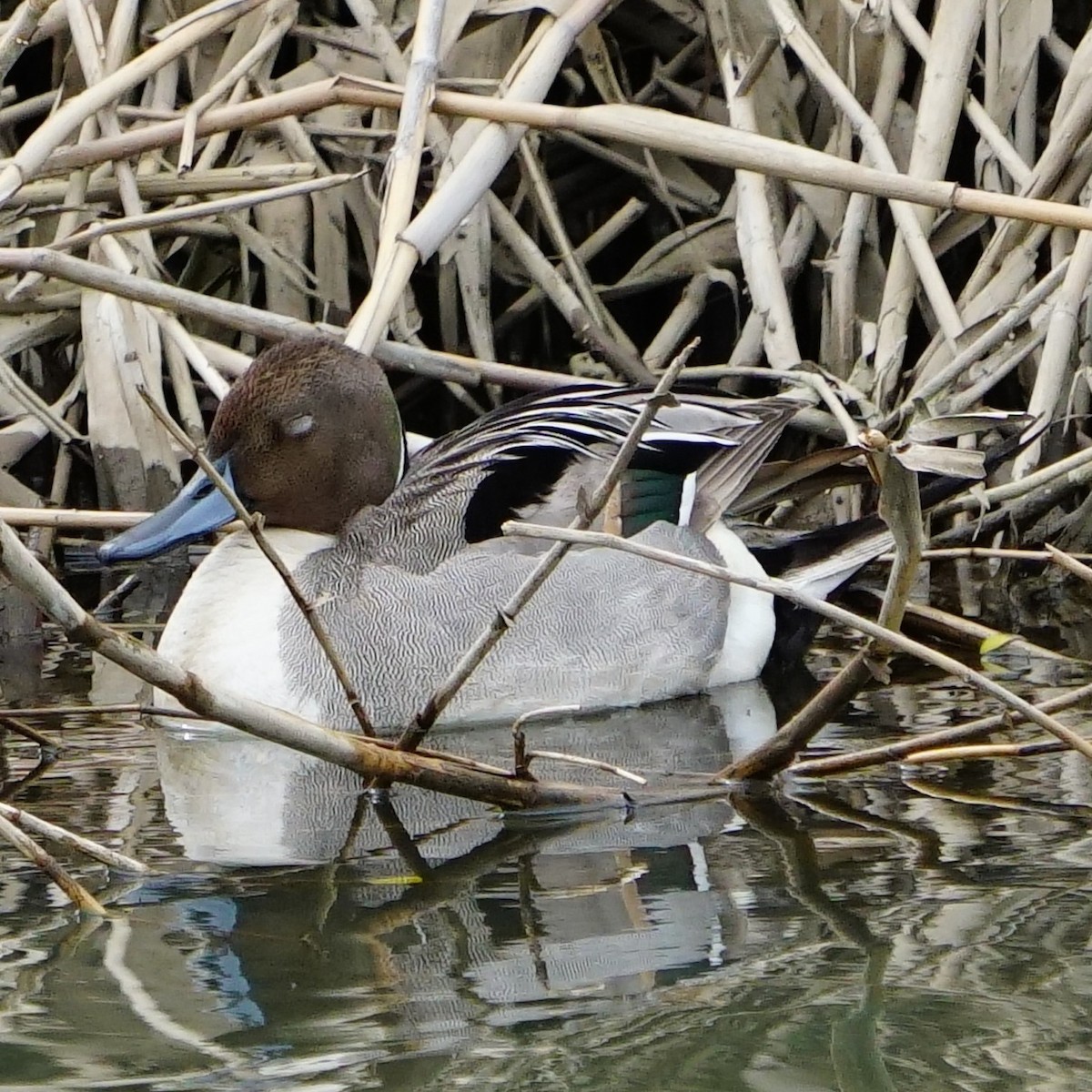 Northern Pintail - ML554459731