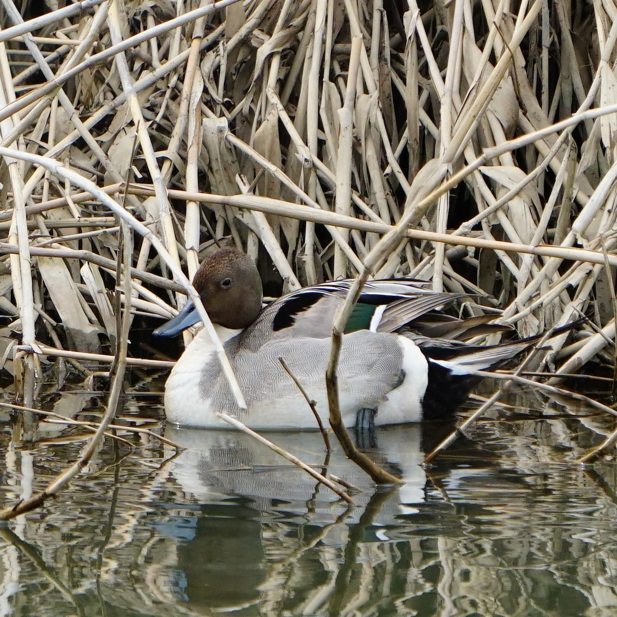 Northern Pintail - ML554459741