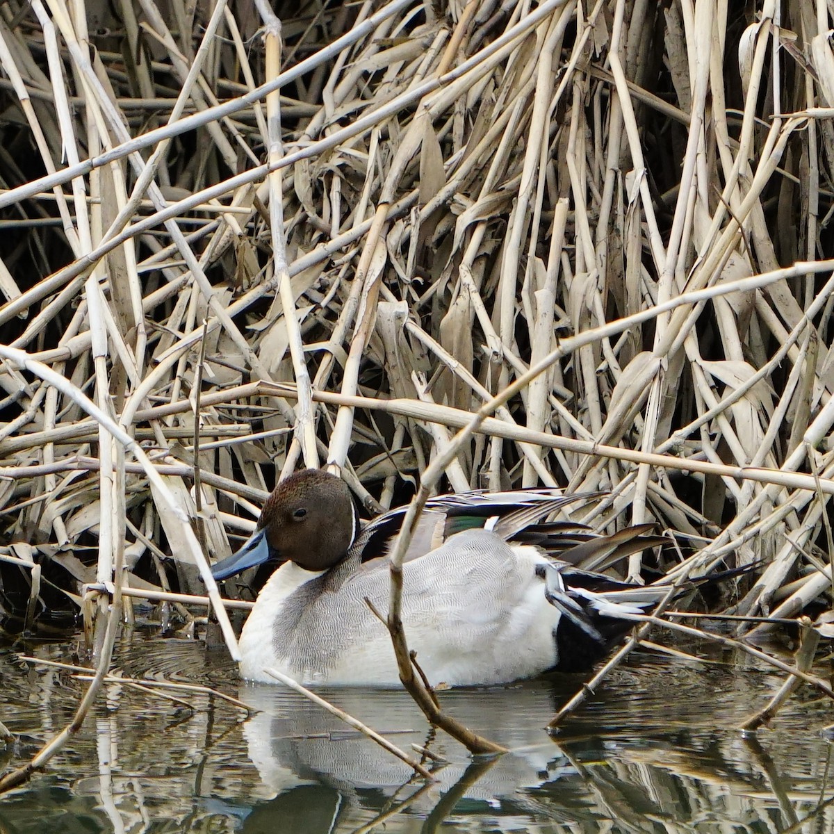 Northern Pintail - ML554459751