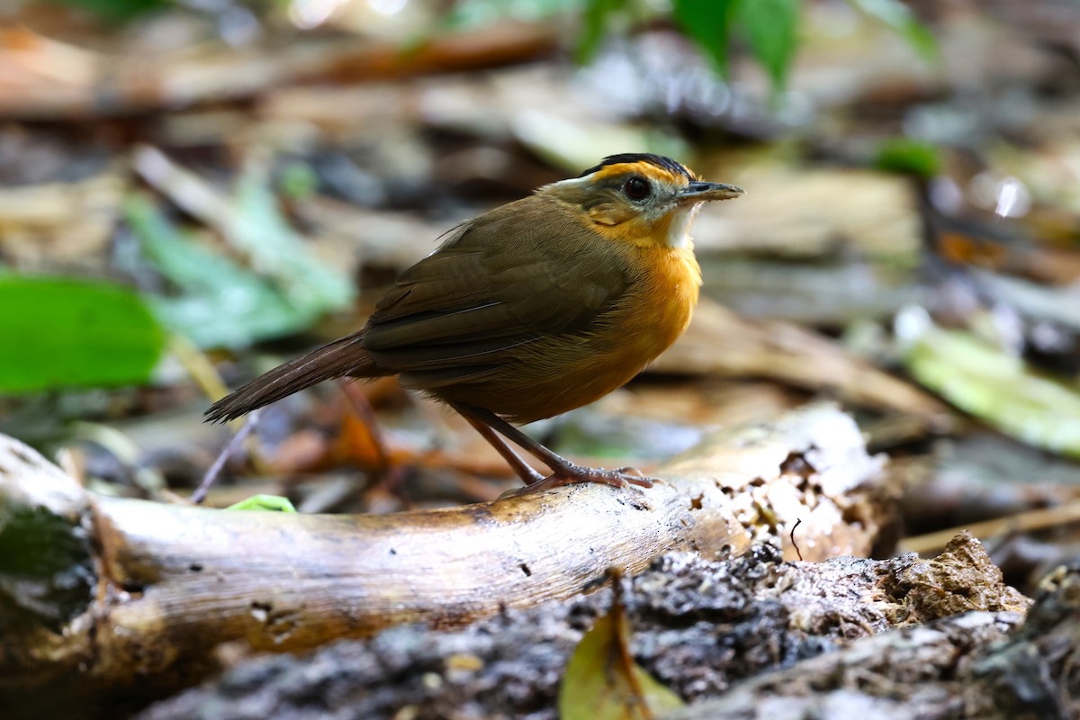 Javan Black-capped Babbler - 志民 蘇