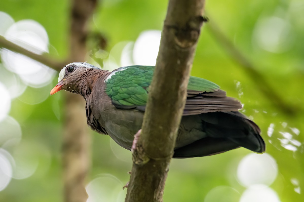 Asian Emerald Dove - ML554460201