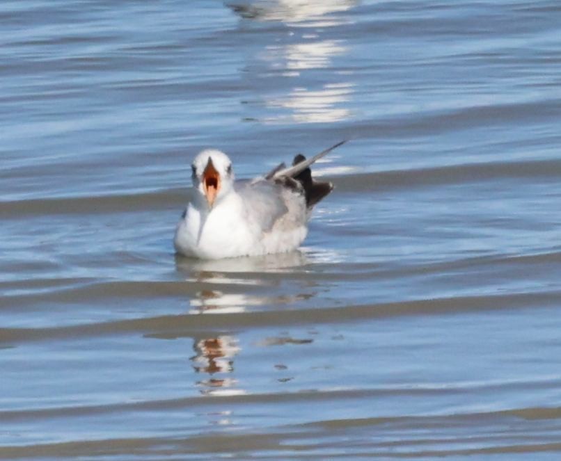 Short-billed Gull - ML554461571