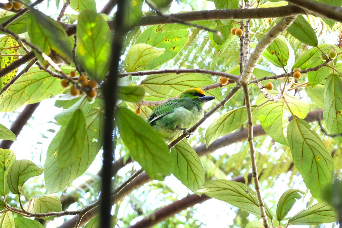 Flame-fronted Barbet - ML554461631