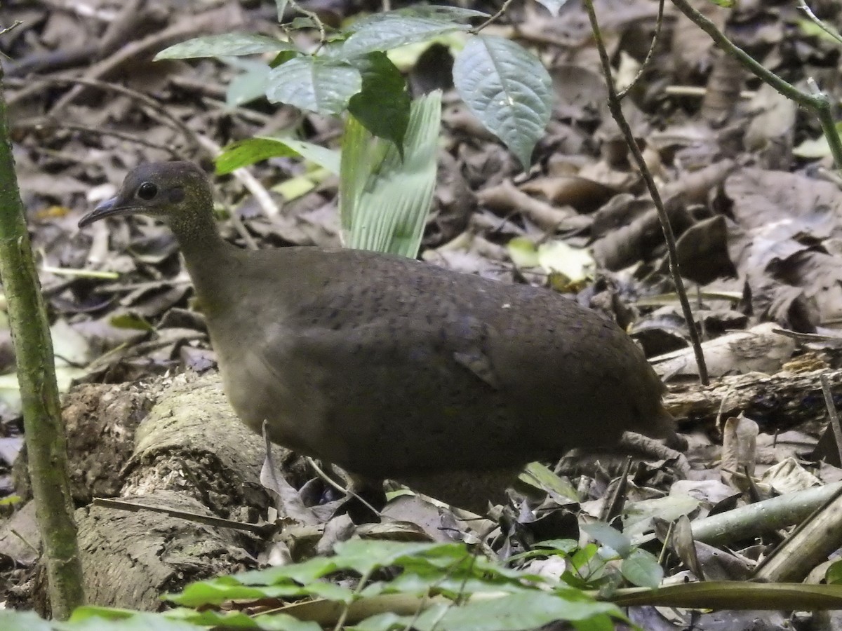 Great Tinamou - ML554463031