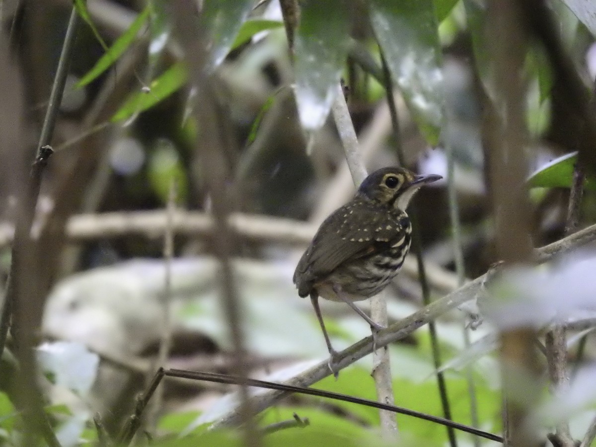 brillemaurpitta - ML554463131