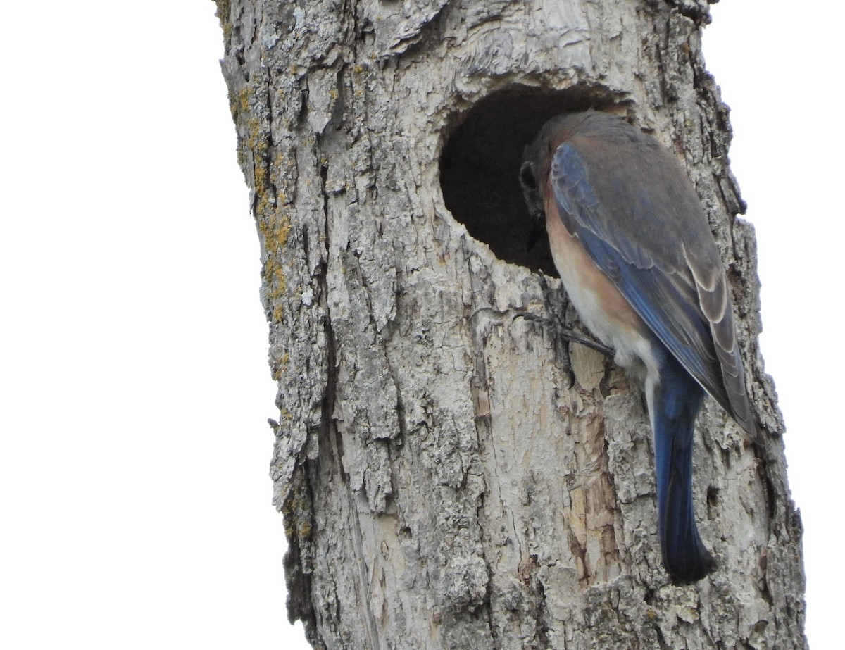 Eastern Bluebird - ML554463291