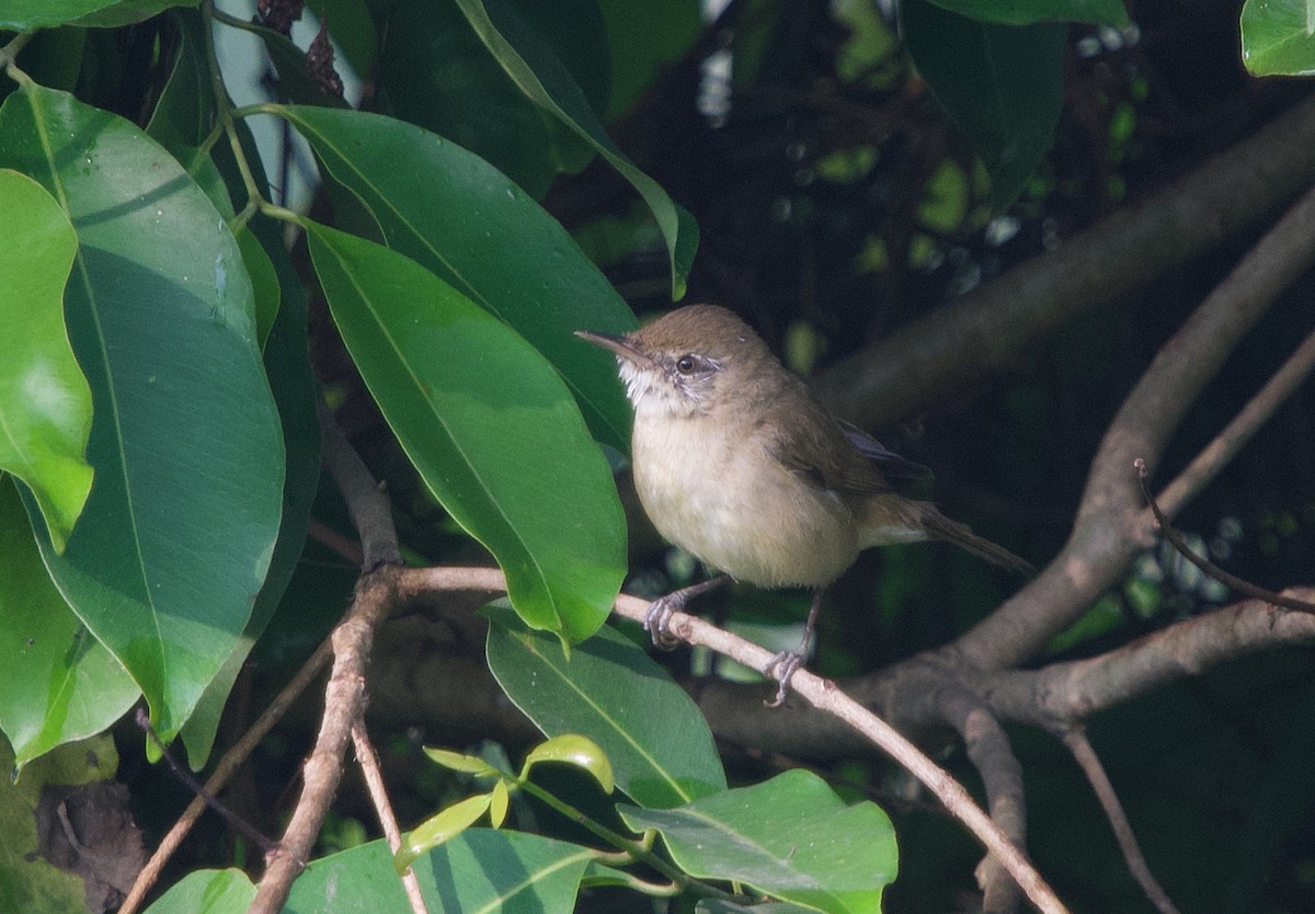 Blyth's Reed Warbler - Pampa Mistri