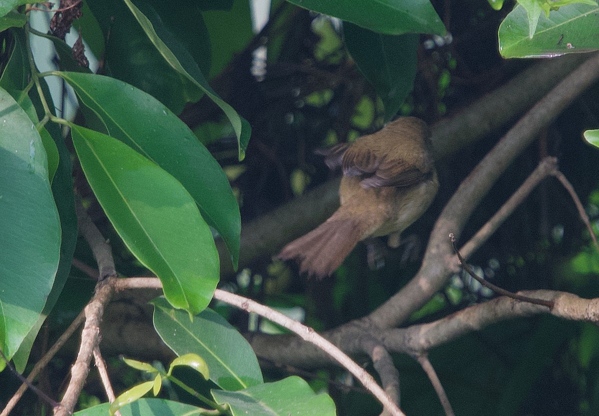 Blyth's Reed Warbler - Pampa Mistri