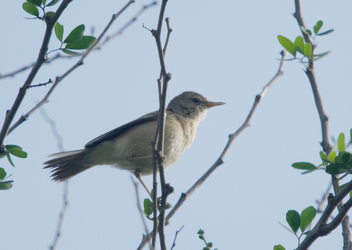 Blyth's Reed Warbler - Pampa Mistri