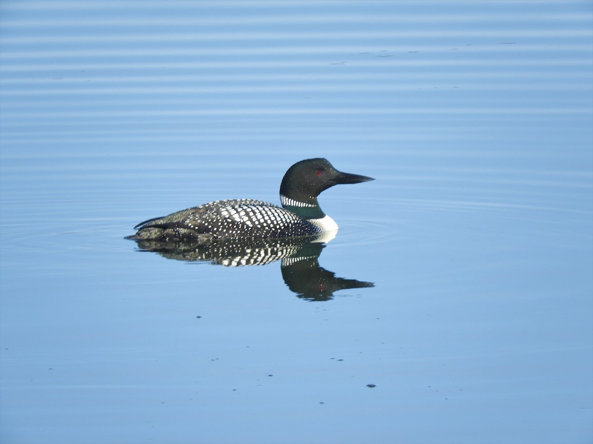 Common Loon - ML554464271