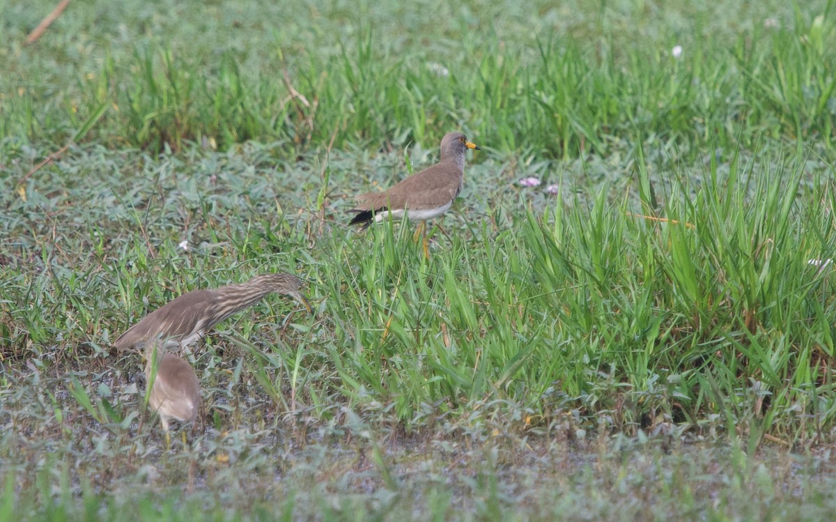 Gray-headed Lapwing - Pampa Mistri