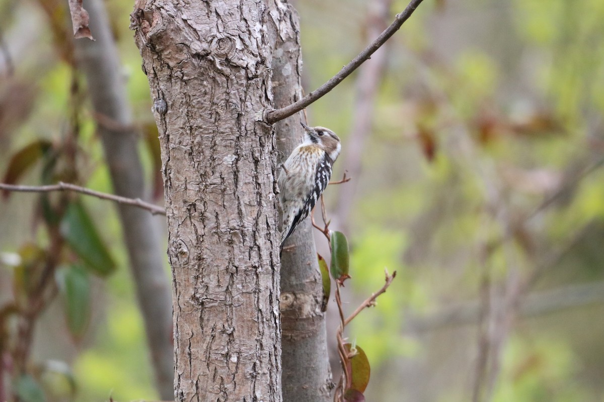 Japanese Pygmy Woodpecker - ML554465591