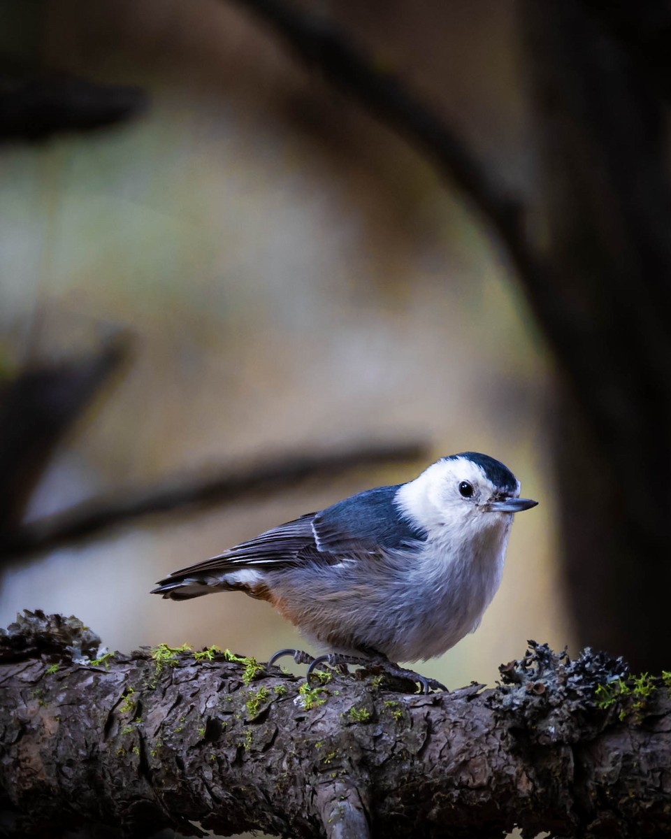 White-breasted Nuthatch - ML554467171