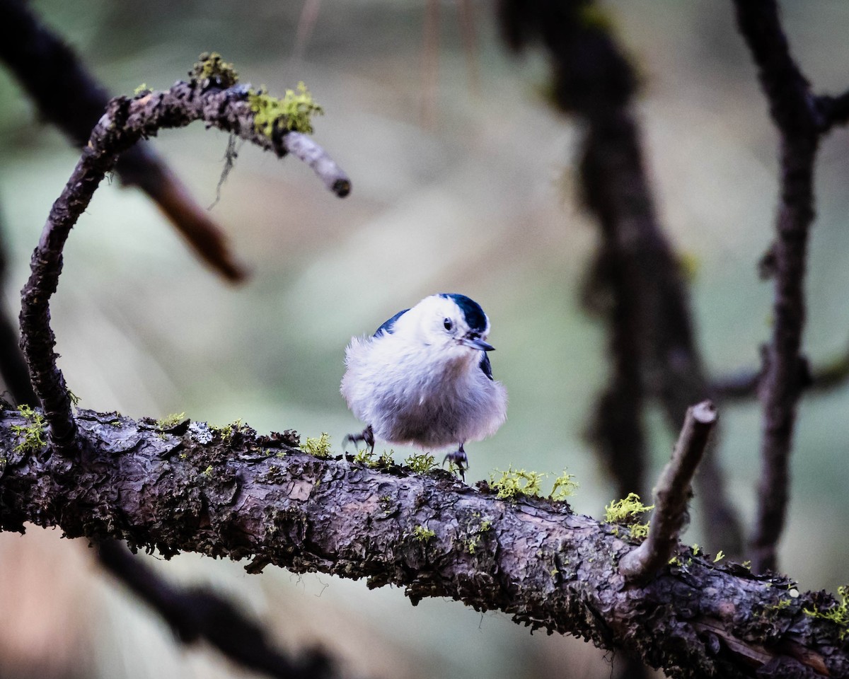 White-breasted Nuthatch - ML554467181
