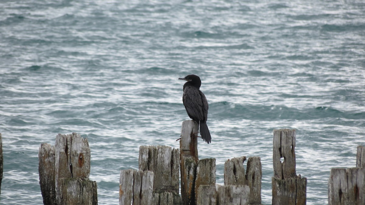 Neotropic Cormorant - ML55446831