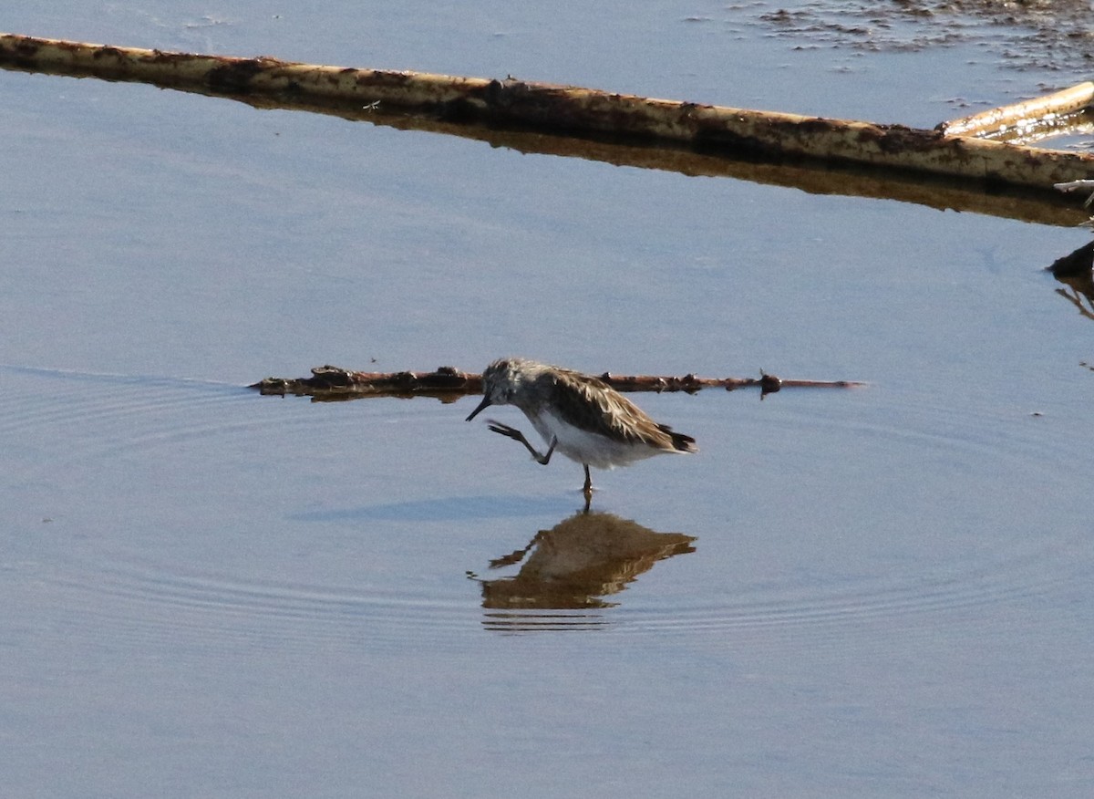 Baird's Sandpiper - ML554470391