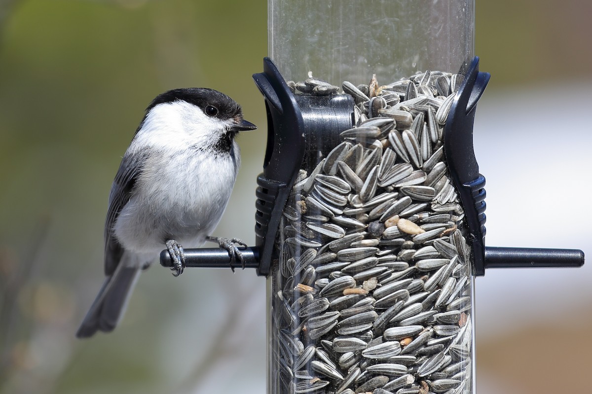 Willow Tit - Anonymous