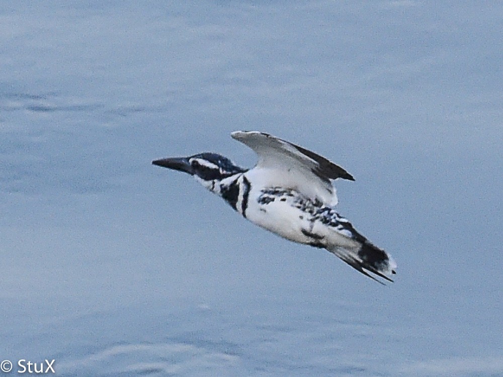 Pied Kingfisher - ML554470971