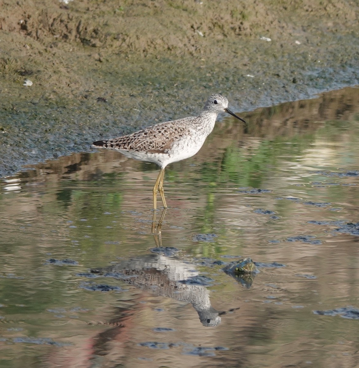 Marsh Sandpiper - Prof Chandan Singh Dalawat