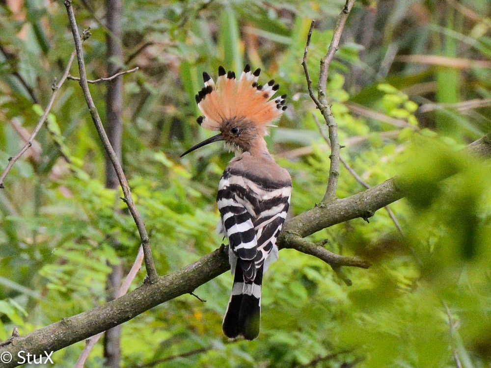 Eurasian Hoopoe - ML554471761