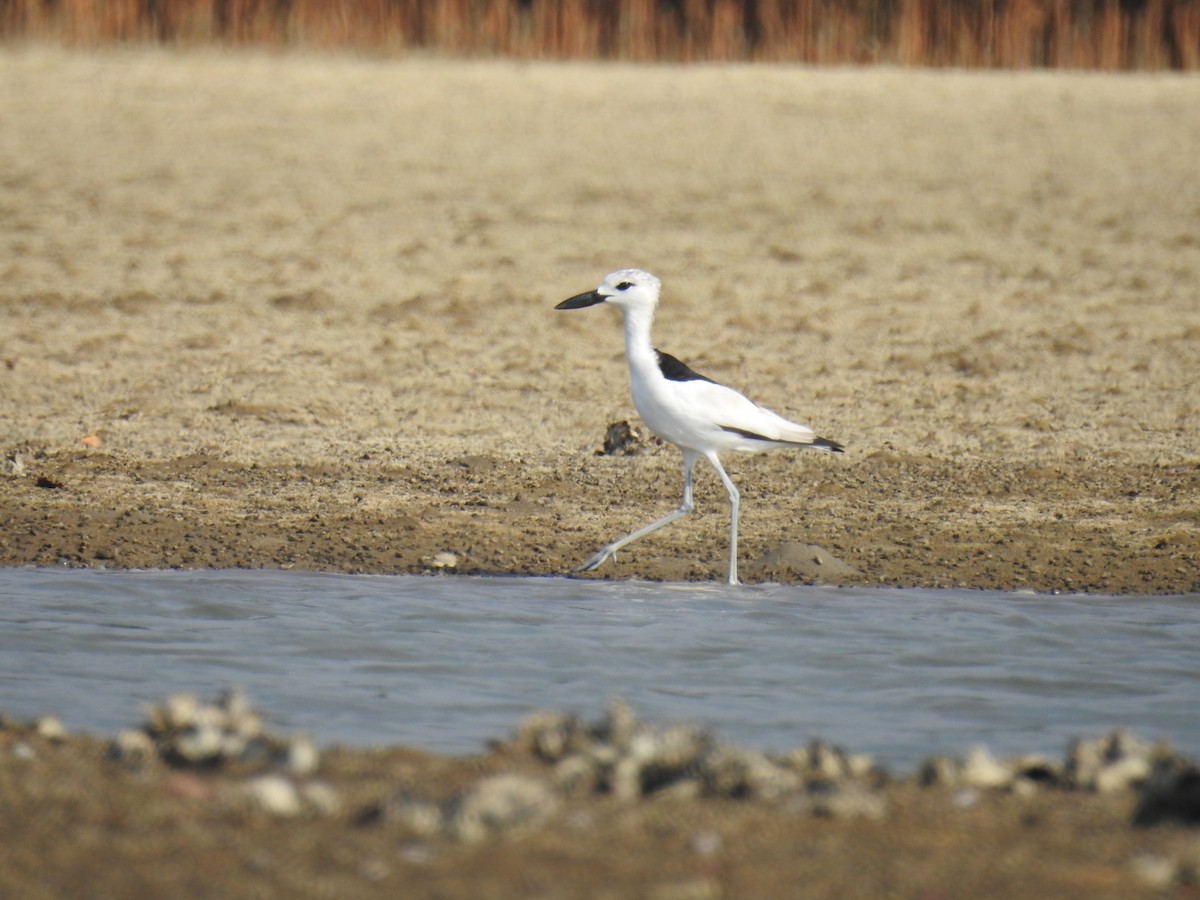 Crab-Plover - ML554471981