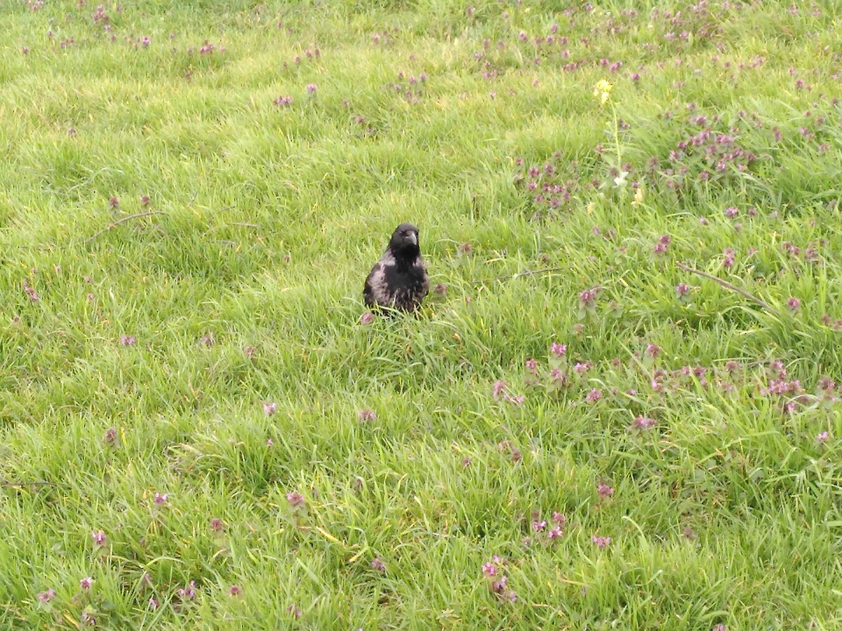 Carrion x Hooded Crow (hybrid) - ML554473181