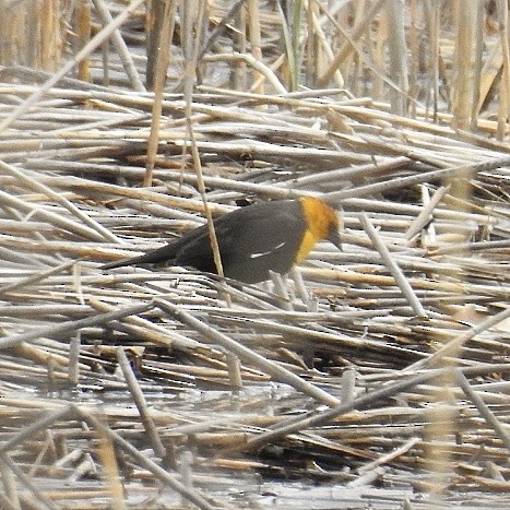 Yellow-headed Blackbird - Mark Shaver