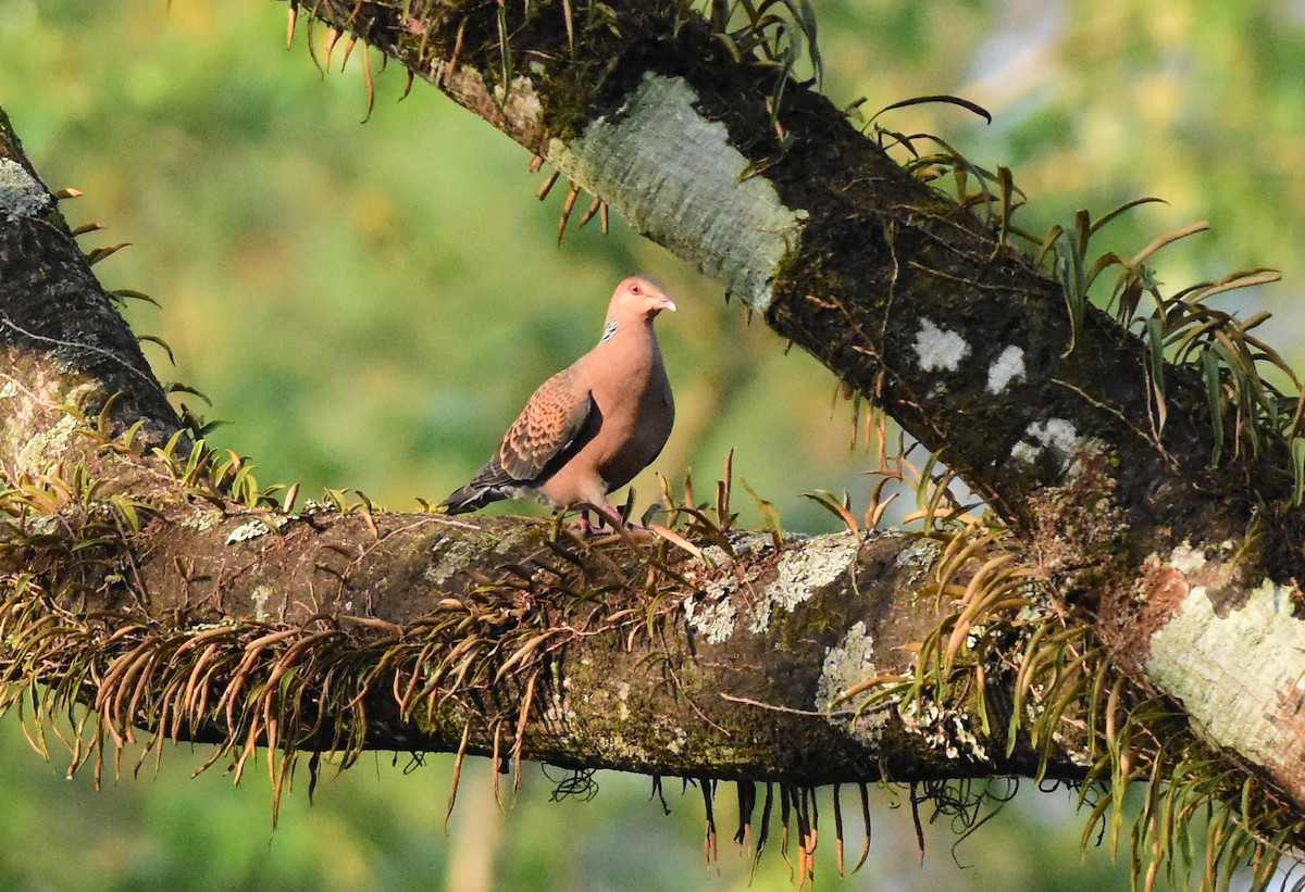 Oriental Turtle-Dove - ML554475601